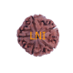 5 Mukhi Rudraksha Size 26.20 mm (Certified) image
