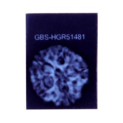 5 Mukhi Rudraksha Size 25.67 mm (Certified)