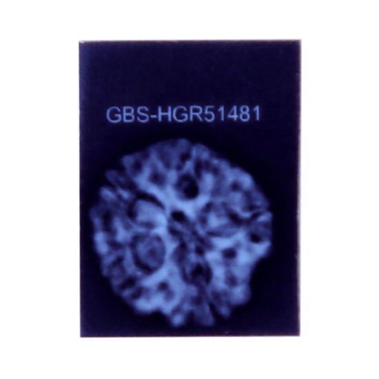 5 Mukhi Rudraksha Size 26.20 mm (Certified) image