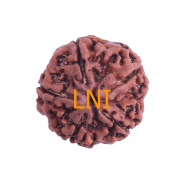 5 Mukhi Rudraksha Size 25.74 mm (Certified)