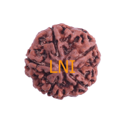 5 Mukhi Rudraksha Size 25.74 mm (Certified)