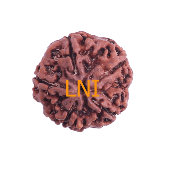 5 Mukhi Rudraksha Size 26.70 mm (Certified) image