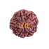 5 Mukhi Rudraksha Size 25.74 mm (Certified)