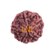 5 Mukhi Rudraksha Size 26.70 mm (Certified) image
