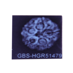 5 Mukhi Rudraksha Size 25.74 mm (Certified)