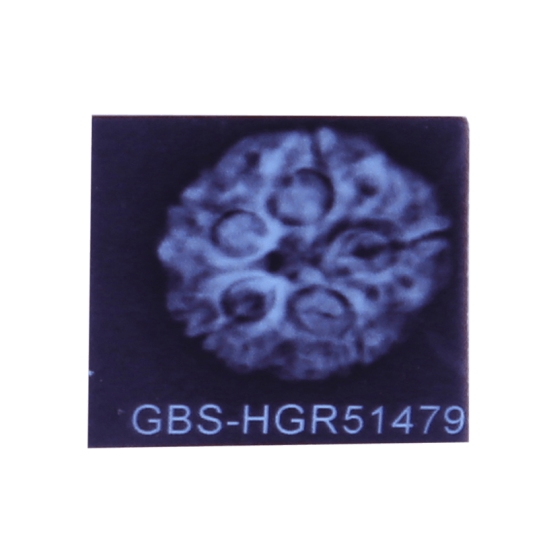 5 Mukhi Rudraksha Size 26.70 mm (Certified) image