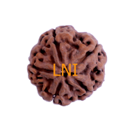 5 Mukhi Rudraksha Size 25.86mm (With Lab Certificate)
