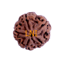5 Mukhi Rudraksha Size 25.86mm (With Lab Certificate)