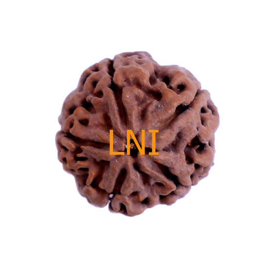 5 Mukhi Rudraksha Size 27.37 mm (With Lab Certificate) image