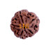 5 Mukhi Rudraksha Size 25.86mm (With Lab Certificate)