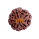 5 Mukhi Rudraksha Size 27.37 mm (With Lab Certificate) image