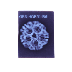 5 Mukhi Rudraksha Size 25.86mm (With Lab Certificate)