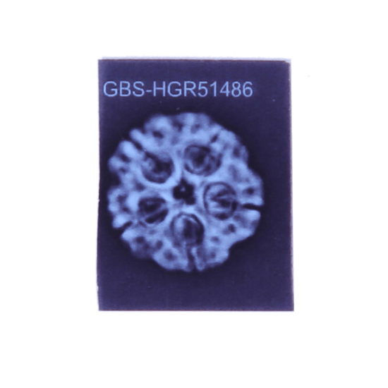 5 Mukhi Rudraksha Size 27.37 mm (With Lab Certificate) image