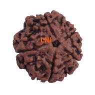 5 Mukhi Rudraksha Size 26.03 mm (Certified)