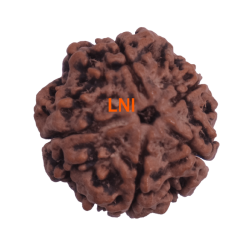 5 Mukhi Rudraksha Size 26.03 mm (Certified)
