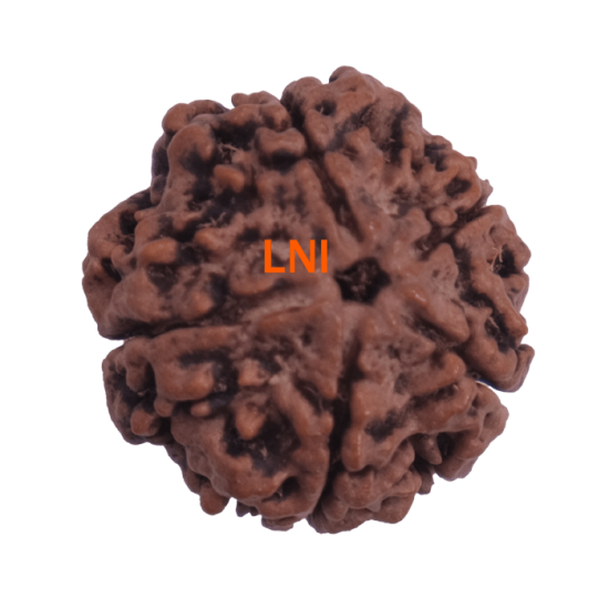 5 Mukhi Rudraksha Size 26.70 mm (Certified) image