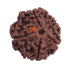 5 Mukhi Rudraksha Size 26.03 mm (Certified)