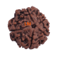 5 Mukhi Rudraksha Size 26.70 mm (Certified) image