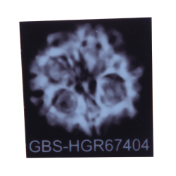 5 Mukhi Rudraksha Size 26.03 mm (Certified)