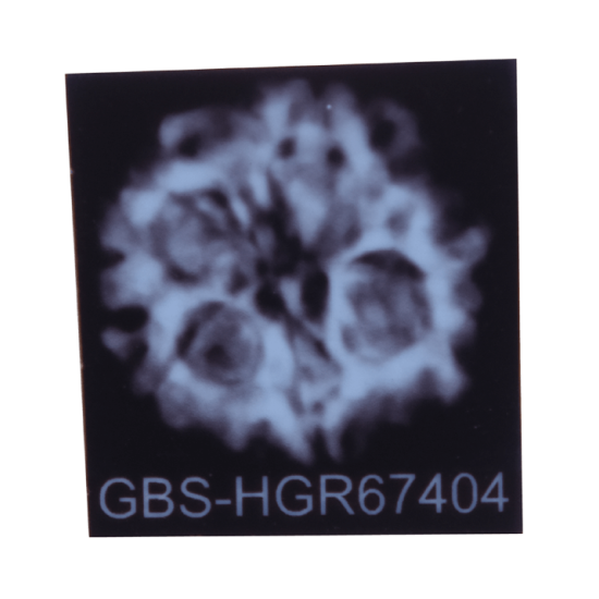 5 Mukhi Rudraksha Size 26.70 mm (Certified) image