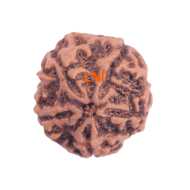 5 Mukhi Rudraksha Size 26.18 mm (Certified) 6.07gms