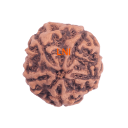 5 Mukhi Rudraksha Size 26.18 mm (Certified) 6.07gms