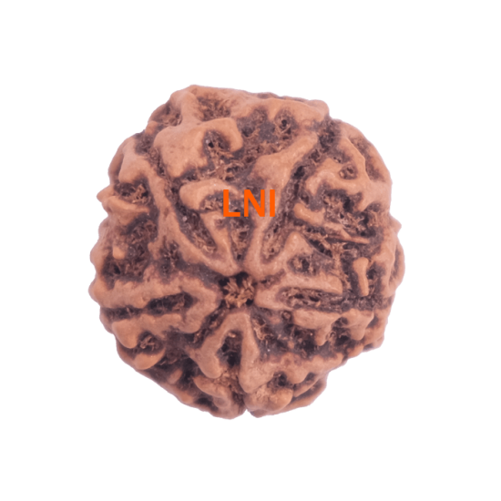 5 Mukhi Rudraksha Size 26.40 mm (Certified) 4.74gms Rudraksha, Buy 5 Mukhi Rudraksha , 5 Mukhi Rudraksha from Nepal image