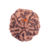 5 Mukhi Rudraksha Size 26.18 mm (Certified) 6.07gms