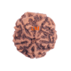 5 Mukhi Rudraksha Size 26.40 mm (Certified) 4.74gms Rudraksha, Buy 5 Mukhi Rudraksha , 5 Mukhi Rudraksha from Nepal image