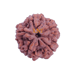 5 Mukhi Rudraksha Size 26.20 mm (Certified)