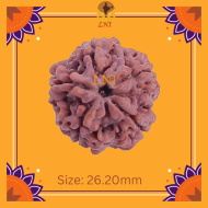 5 Mukhi Rudraksha Size 26.20 mm (Certified)