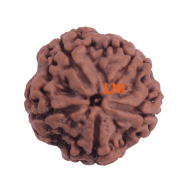 5 Mukhi Rudraksha Size 26.34 mm (Certified)