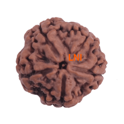 5 Mukhi Rudraksha Size 26.34 mm (Certified)