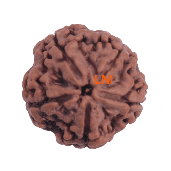 5 Mukhi Rudraksha Size 26.20 mm (Certified) image