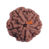 5 Mukhi Rudraksha Size 26.34 mm (Certified)
