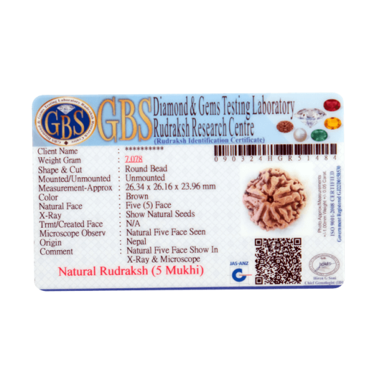 5 Mukhi Rudraksha Size 26.20 mm (Certified) image