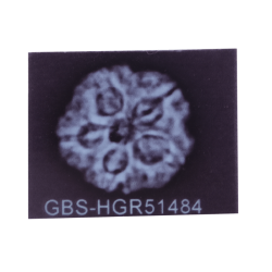 5 Mukhi Rudraksha Size 26.34 mm (Certified)