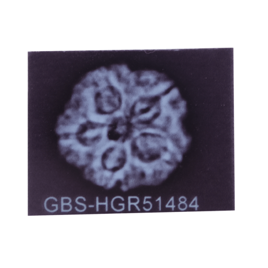 5 Mukhi Rudraksha Size 26.20 mm (Certified) image