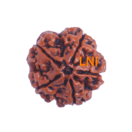 5 Mukhi Rudraksha Size 26.37mm (Certified)