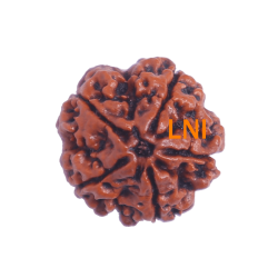 5 Mukhi Rudraksha Size 26.37mm (Certified)