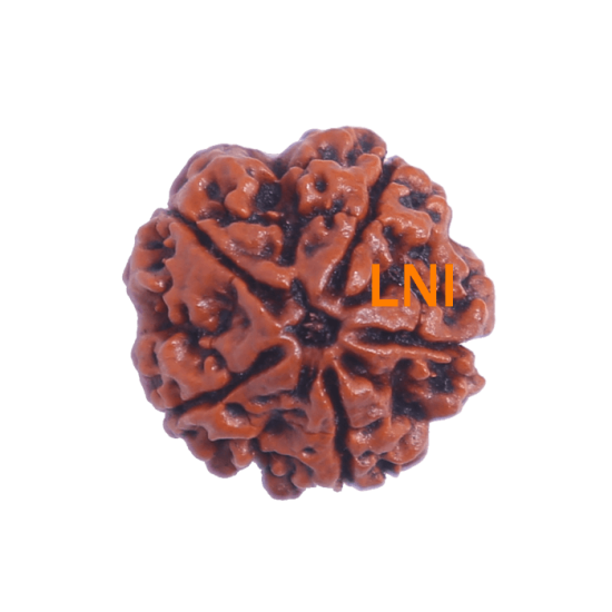 5 Mukhi Rudraksha Size 26.50 mm (Certified) Rudraksha, Buy 5 Mukhi Rudraksha , 5 Mukhi Rudraksha from Nepal image