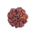 5 Mukhi Rudraksha Size 26.37mm (Certified)