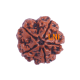 5 Mukhi Rudraksha Size 26.50 mm (Certified) Rudraksha, Buy 5 Mukhi Rudraksha , 5 Mukhi Rudraksha from Nepal image
