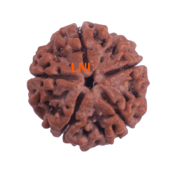 5 Mukhi Rudraksha Size 27.01 mm (With Lab Certificate)