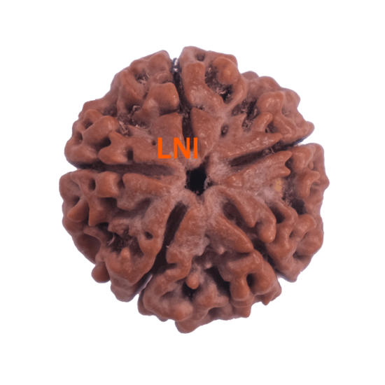 5 Mukhi Rudraksha Size 27.37 mm (With Lab Certificate) image