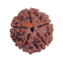 5 Mukhi Rudraksha Size 27.01 mm (With Lab Certificate)