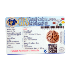 5 Mukhi Rudraksha Size 27.01 mm (With Lab Certificate)