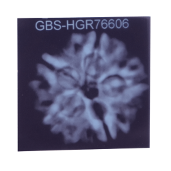 5 Mukhi Rudraksha Size 27.01 mm (With Lab Certificate)