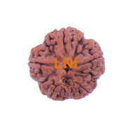 5 Mukhi Rudraksha Size 27.82 mm (Certified)