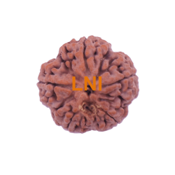 5 Mukhi Rudraksha Size 27.82 mm (Certified)